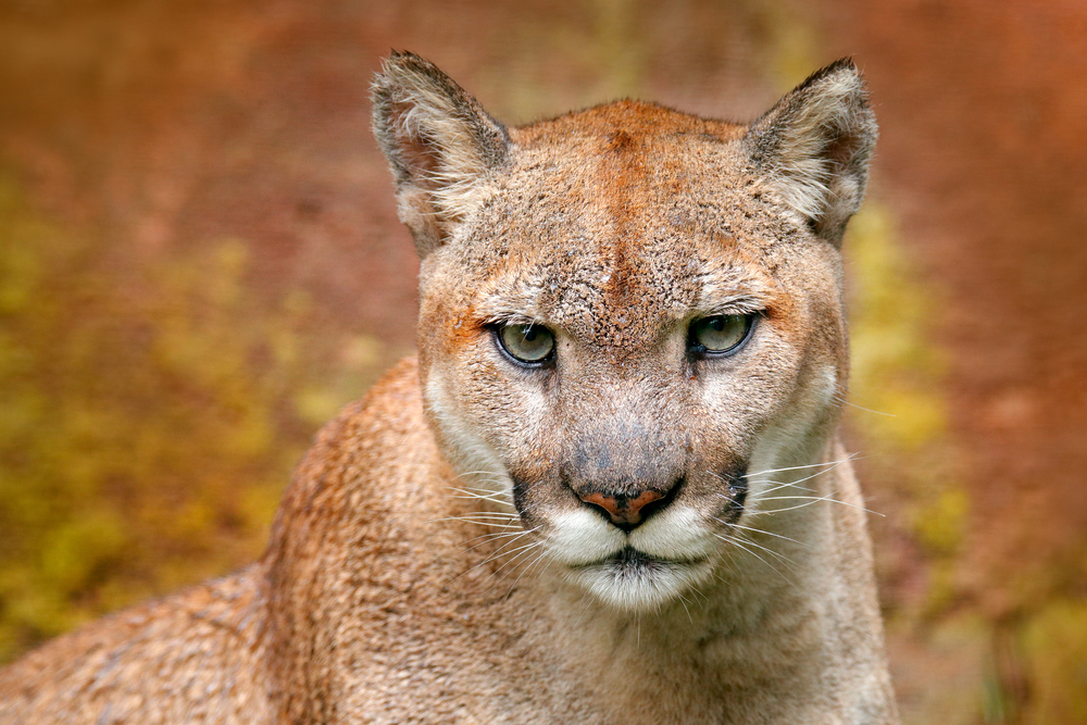 Ze zooparku ve Zvoli utekla puma. Lidé by se neměli zdržovat venku
