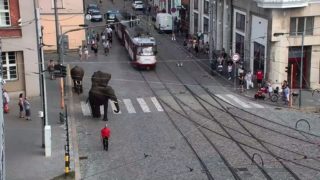 VIDEO: Olomoucí se procházeli sloni, způsobili obrovské pozdvižení
