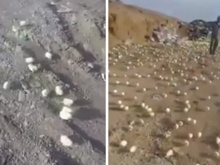 VIDEO: Zaměstnanci odvezli na&nbsp;skládku stovky vajec, protože měla být zkažená. Spletli se