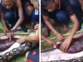 VIDEO: Obyvatelé vesnice našli pohřešovanou ženu. Spolkla ji obří krajta