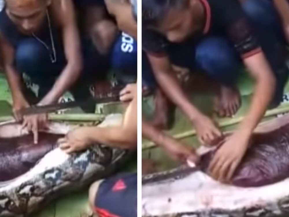 VIDEO: Obyvatelé vesnice našli pohřešovanou ženu. Spolkla ji obří krajta