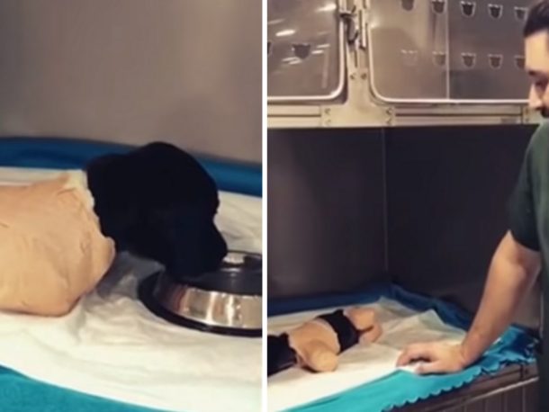 FOTO: Lidská krutost nezná hranic. Týranému štěněti usekali všechny tlapky a&nbsp;ocas!
