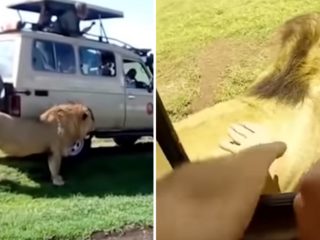 VIDEO: Muž si chtěl pohladit lva. Reakci šelmy však nečekal