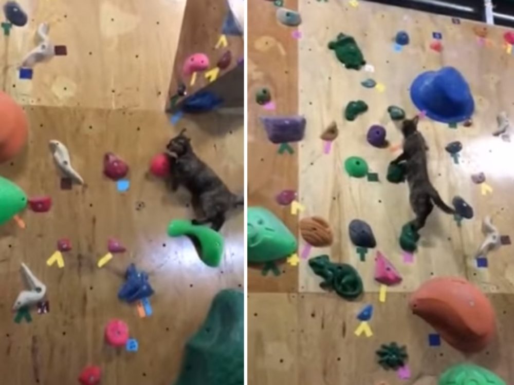 VIDEO: To se jen tak nevidí! Tahle číča strčí do kapsy i nejzkušenější horolezce!