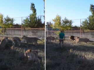 VIDEO: Odvaha ředitele safari parku je hitem internetu. Vkročil mezi rozzuřené lvy