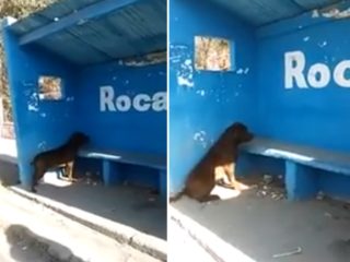 VIDEO: Pes tři dny bez hnutí kouká do zdi. Nikdo neví, proč