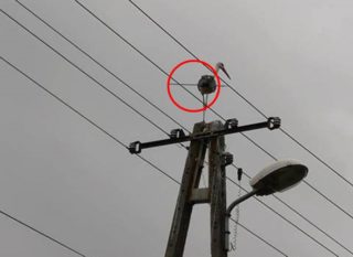 FOTO: Čáp prostřelený šípem se uhnízdil v&nbsp;Polsku. Nechce spolupracovat