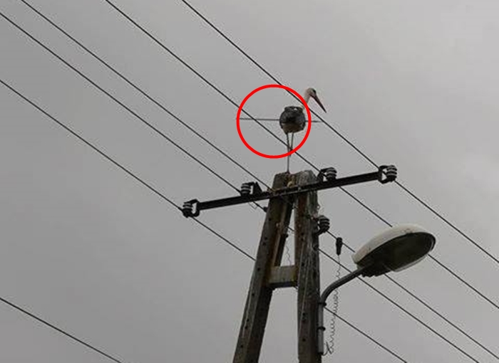 FOTO: Čáp prostřelený šípem se uhnízdil v&nbsp;Polsku. Nechce spolupracovat