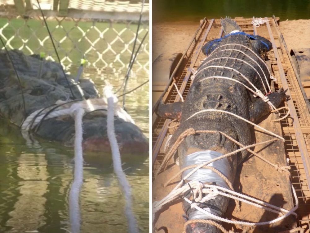 FOTO: Správci parku chytili zatím největšího krokodýla. Plaz měřil skoro 5 metrů