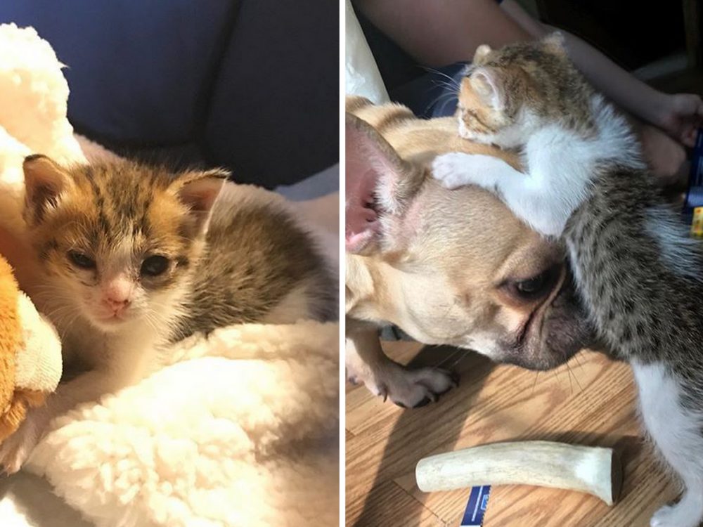 GALERIE: Nalezené kotě s&nbsp;infekcí oka našlo nový domov a&nbsp;nečekaného kamaráda