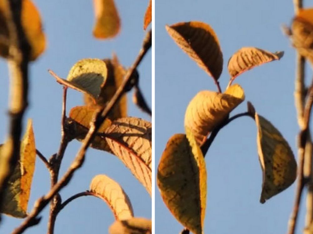 FOTO: Dokážete najít mezi listím ptáka? Zkuste to