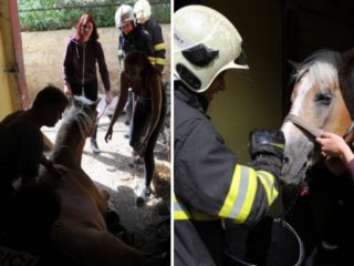 FOTO: Poraněný kůň se nemohl postavit. Pomohli mu hasiči