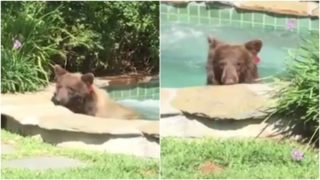 VIDEO: Ten si umí žít! Medvěd vlezl muži do bazénu a&nbsp;vypil mu margaritu