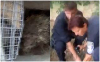 VIDEO: Jak se loví dikobraz? Samička Jitka utekla z&nbsp;brněnské ZOO