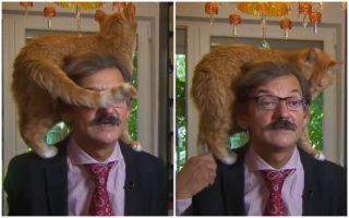 VIDEO: Rozhovor s&nbsp;politologem narušil chlupatý vetřelec! Doktor nehnul brvou