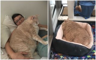 Pár adoptoval 15kilového kocoura! Postupně se snaží, aby shodil