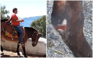 Oslíci na&nbsp;Santorini trpí pod tlustými turisty: Žijí v&nbsp;otřesných podmínkách