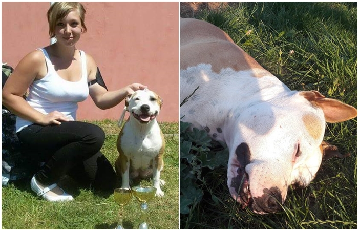 Ohavný čin: Březí fenku někdo otrávil fridexem, majitelka nabízí odměnu 10 tisíc korun!