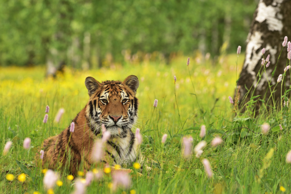 Majitel bioparku Štít: Lva a tygry z klecí zřejmě někdo úmyslně pustil