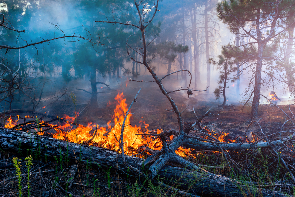 Požáry v&nbsp;arktickém regionu vychrlily víc CO2 než Švédsko za celý rok