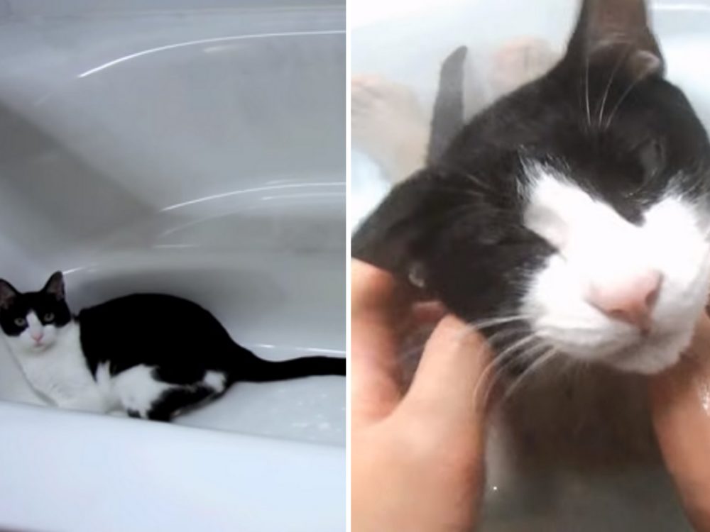 VIDEO: Že kočky nemají rády vodu? Omyl