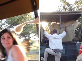 VIDEO: Lev skočil do vozidla mezi turisty. Návštěvníci byli v&nbsp;šoku