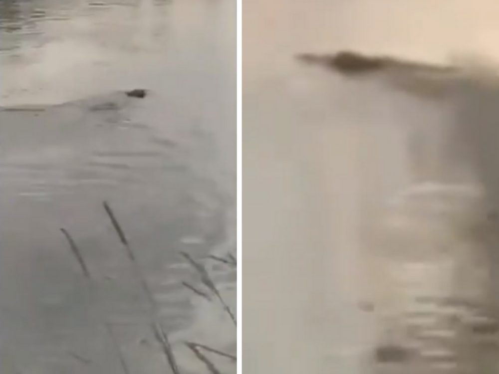 VIDEO: Krokodýl na&nbsp;Slovensku? Policie varuje před neznámým tvorem v&nbsp;řece