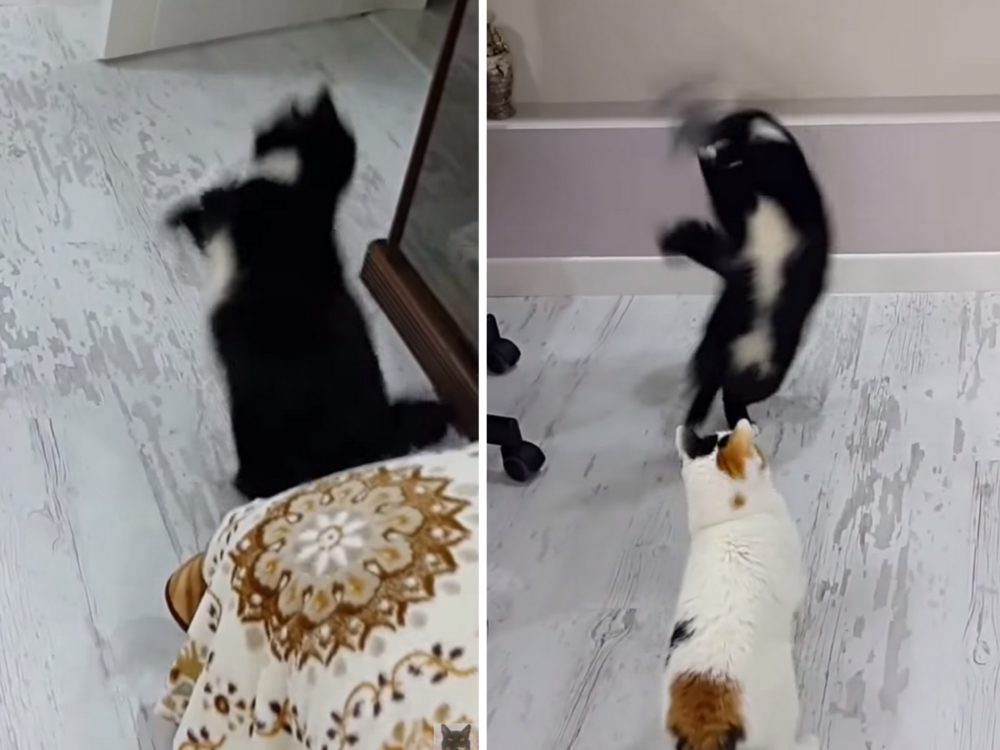 VIDEO: Dokážou kočky tančit? Při hraní zřejmě ano