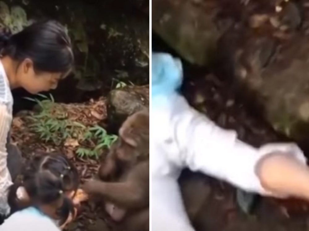VIDEO: Holčička už ví, co znamená být drzý jako opice