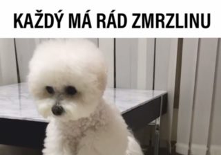 VIRÁLY TÝDNE: Kam vás dožene závislost na&nbsp;zmrzlině? Jak dopadl nejrychlejší souboj století?