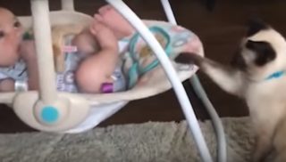 VIDEO: Chůva roku! Kočička zkušeně pohlídala miminko v&nbsp;kolébce
