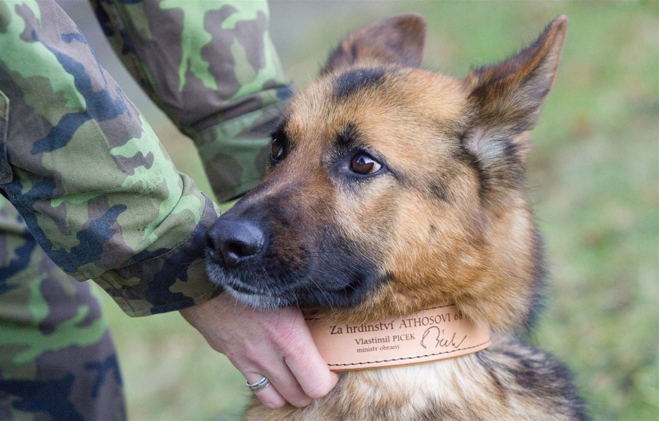 Psí veterán Athos je mazel, který nemá rád náhubek. Jak se má oceněný pes?