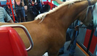 FOTO: Muž nastoupil do vlaku i&nbsp;s&nbsp;koněm. Byli vykázáni