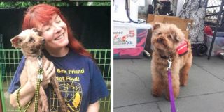 Tohle vás zahřeje u&nbsp;srdce! GALERIE pejsků před a&nbsp;po&nbsp;adopci