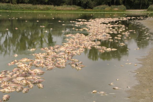 Na rybníku Nesyt na&nbsp;Břeclavsku uhynulo více než 100 tun ryb
