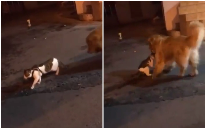 Internet opěvuje tohohle psíka! Kočičímu kámoši zabránil ve rvačce