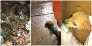 VIDEO: Drama se šťastným koncem! Popeláři zachránili malé štěňátko