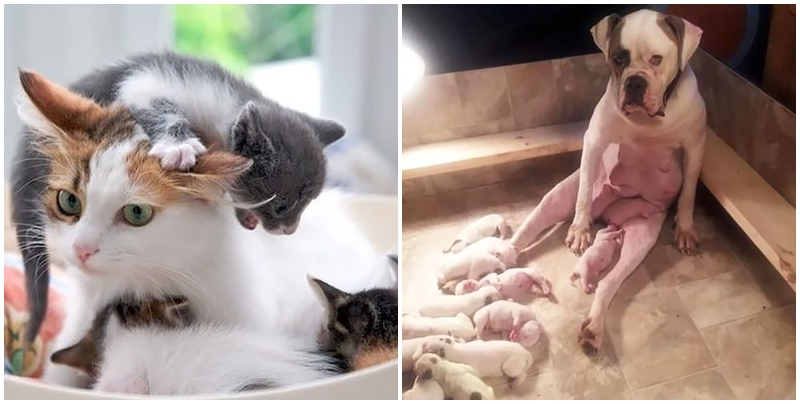 Mateřství je řehole! Tahle GALERIE vás rozesměje