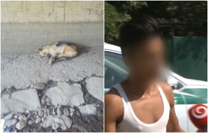 Našel se konečně viník? Policie zadržela majitele pohozené a zubožené fenky