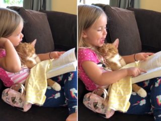 VIDEO: To jste ještě neviděli! Holčička čte pohádku ospalému kocourovi