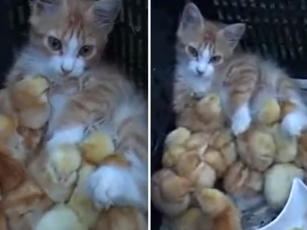 Kočka adoptovala kuřata. Roztomilé VIDEO dojímá internet