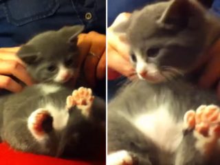 VIDEO: Přejedené kotě odpočívá. Majitelka mu dopřála masáž