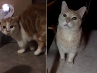 Tohle VIDEO vás přesvědčí o&nbsp;tom, že některé kočky vydávají prazvláštní zvuky