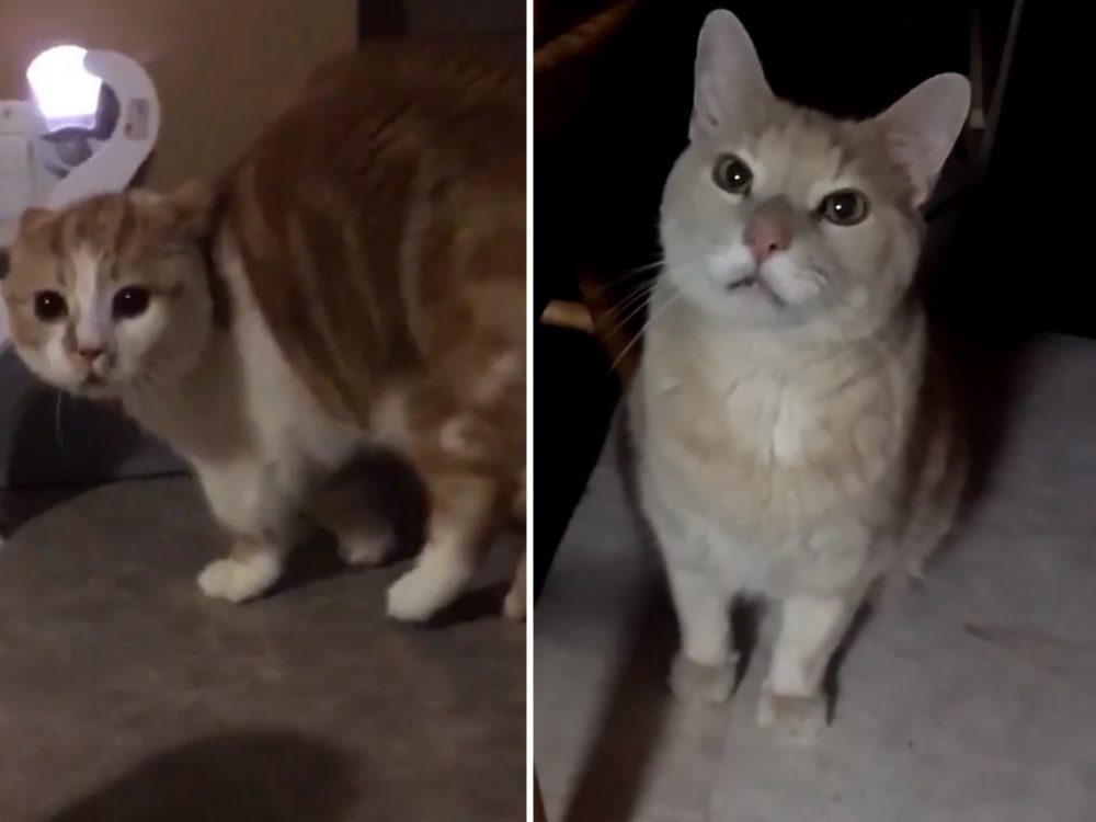 Tohle VIDEO vás přesvědčí o&nbsp;tom, že některé kočky vydávají prazvláštní zvuky