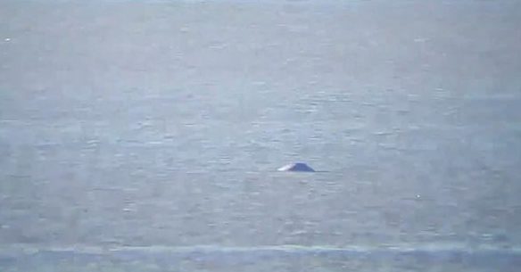 Zbloudilá běluha stále plave v&nbsp;Temži, už dostala jméno