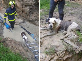 FOTO: Hasiči zachránili psa! Uvízl v&nbsp;zatopeném výkopu