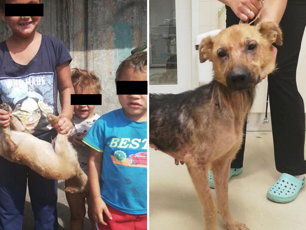 Otřesný případ týrání zvířat! V&nbsp;romských osadách čeká na&nbsp;pomoc až 300 psů