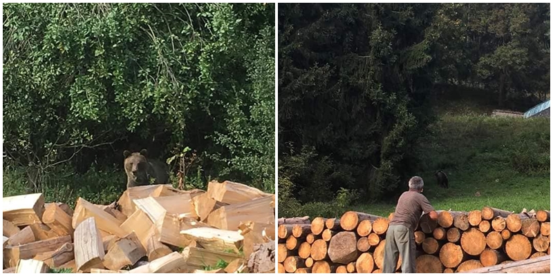 Ke školce v Novém Hrozenkově se zatoulal medvěd! Místní mají strach