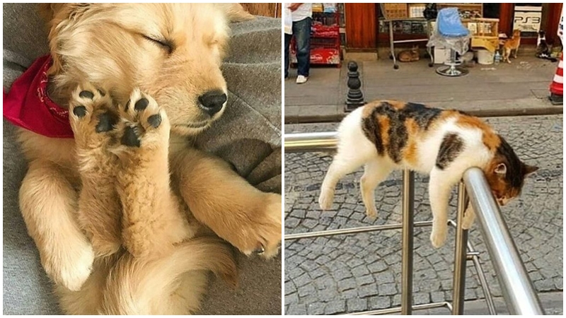 Zvířata jsou někdy fakt divná! Tahle GALERIE vám zlepší náladu