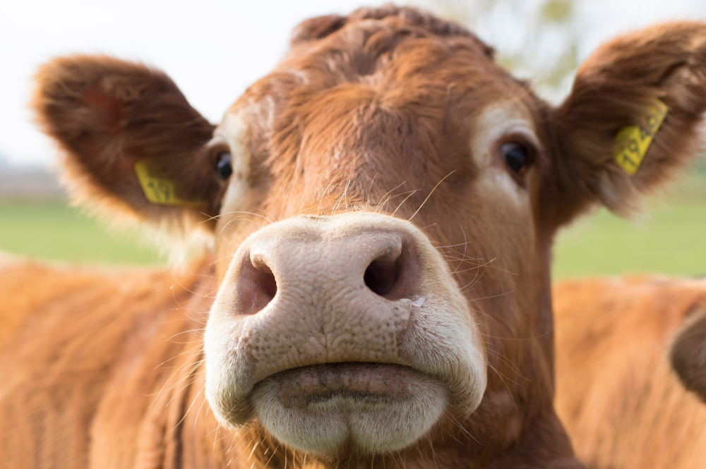 ČR již není na&nbsp;čínském seznamu rizikových zemí kvůli nemoci šílených krav